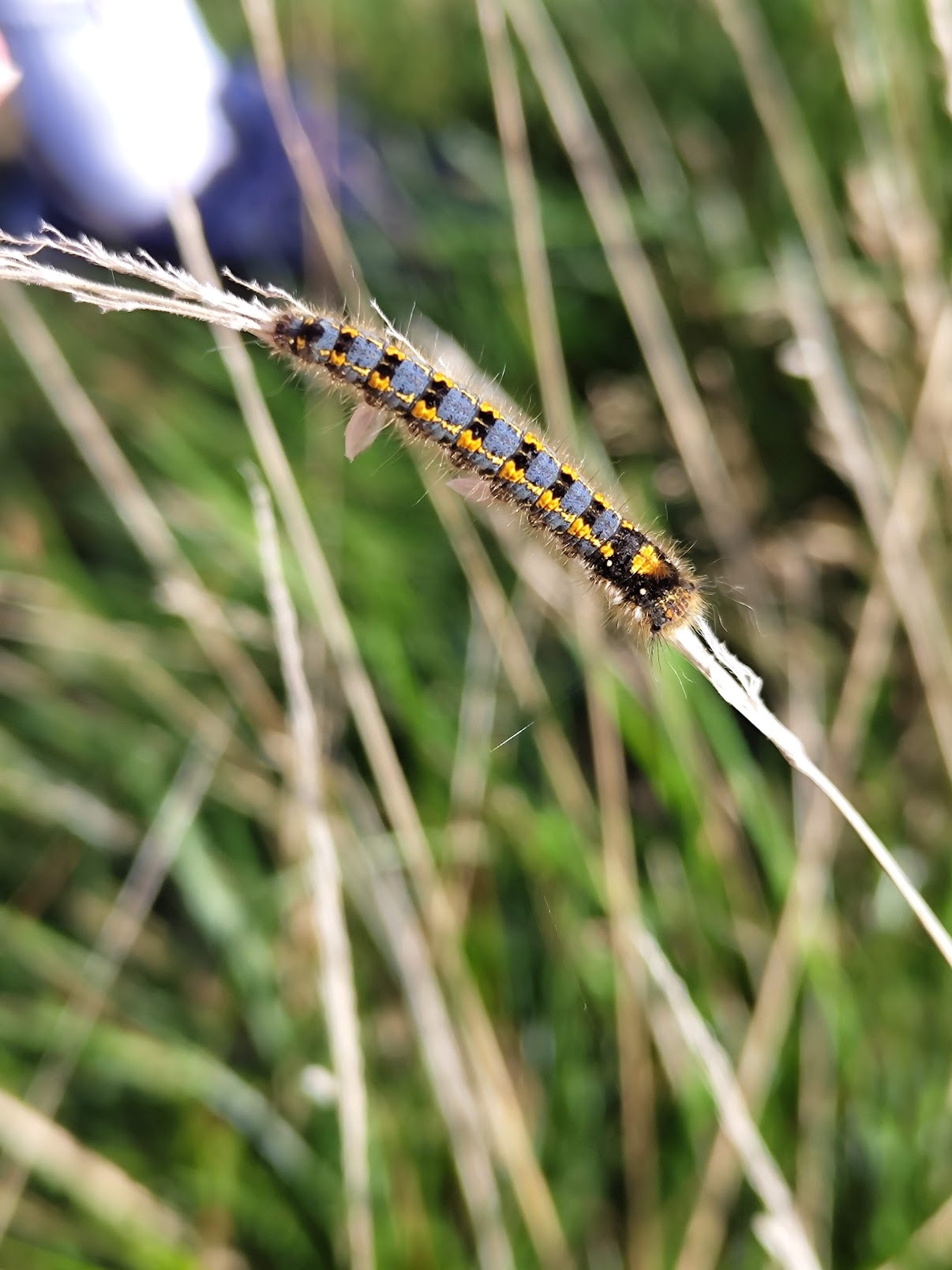 Drinker Moth found in a field